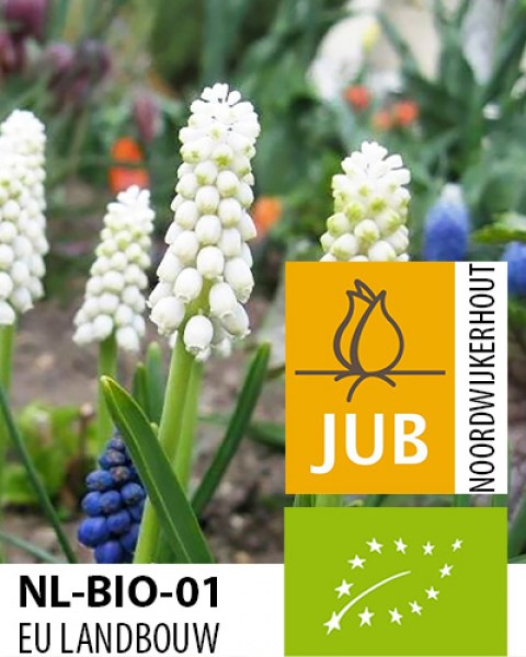 BIO Muscari botryoides Album